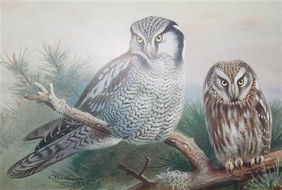 Thorburn, Archibald - British Birds,